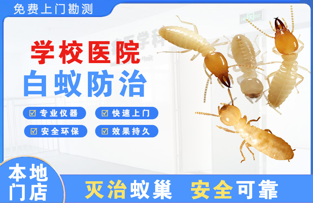 顺德学校医院白蚁防治